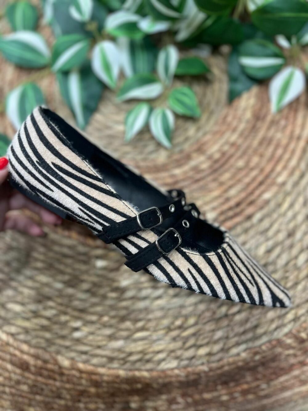 Manoletina estampado de cebra con punta de pico y hebilla